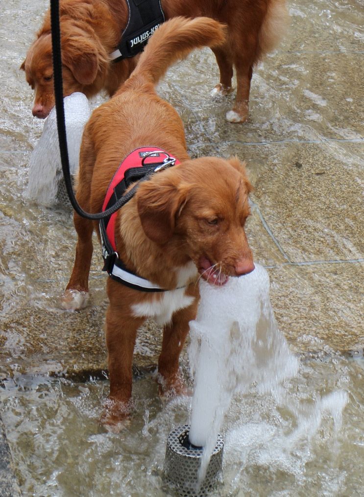 Akira | Shining star from the Green Resort