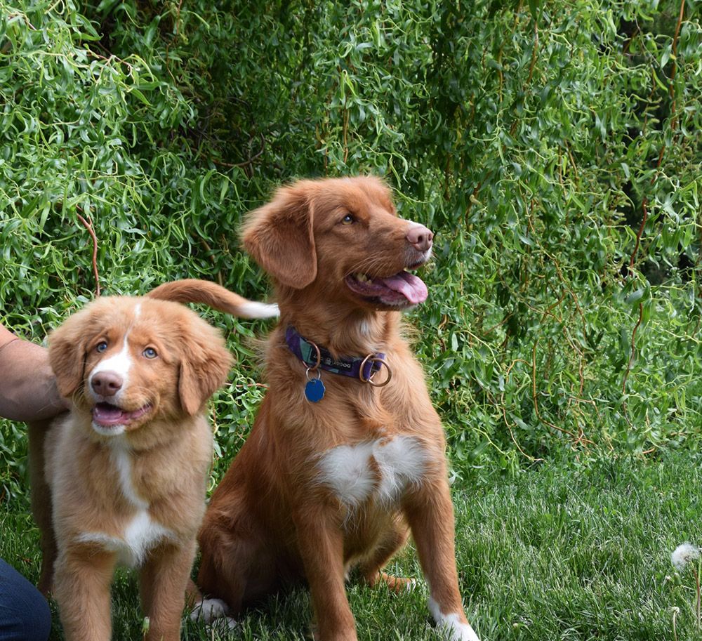 Ryu | Red Hot Chilli's Get Ready for This