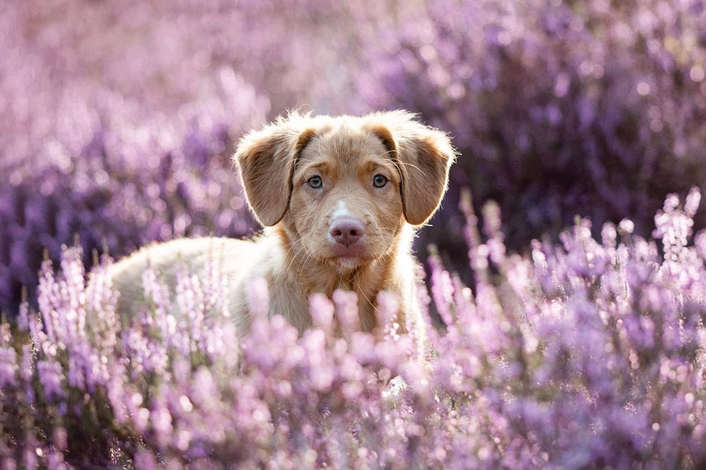 Liv | Nahanni from the Green Resort