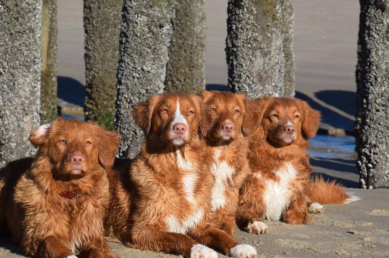 Akira | Shining star from the Green Resort