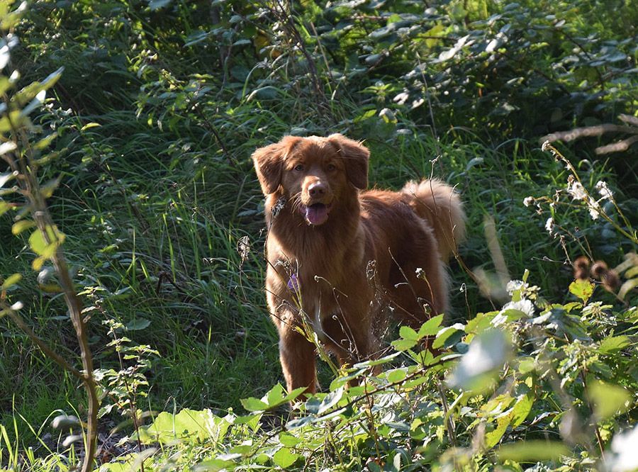 Ryu Red Hot Chilli's Get Ready for This