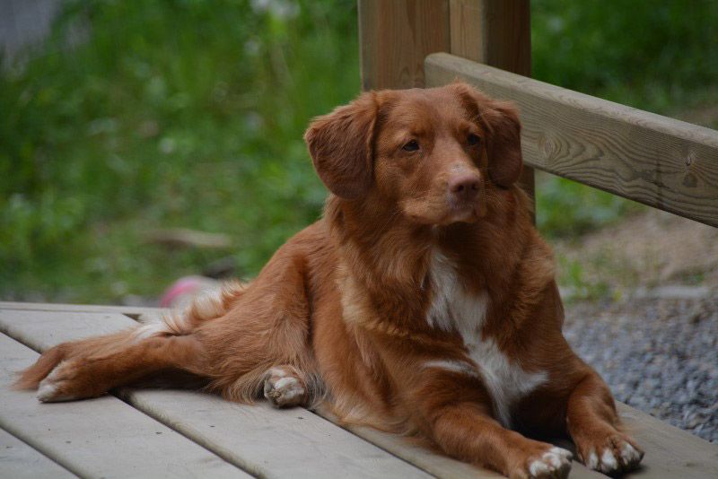 Akira | Shining star from the Green Resort