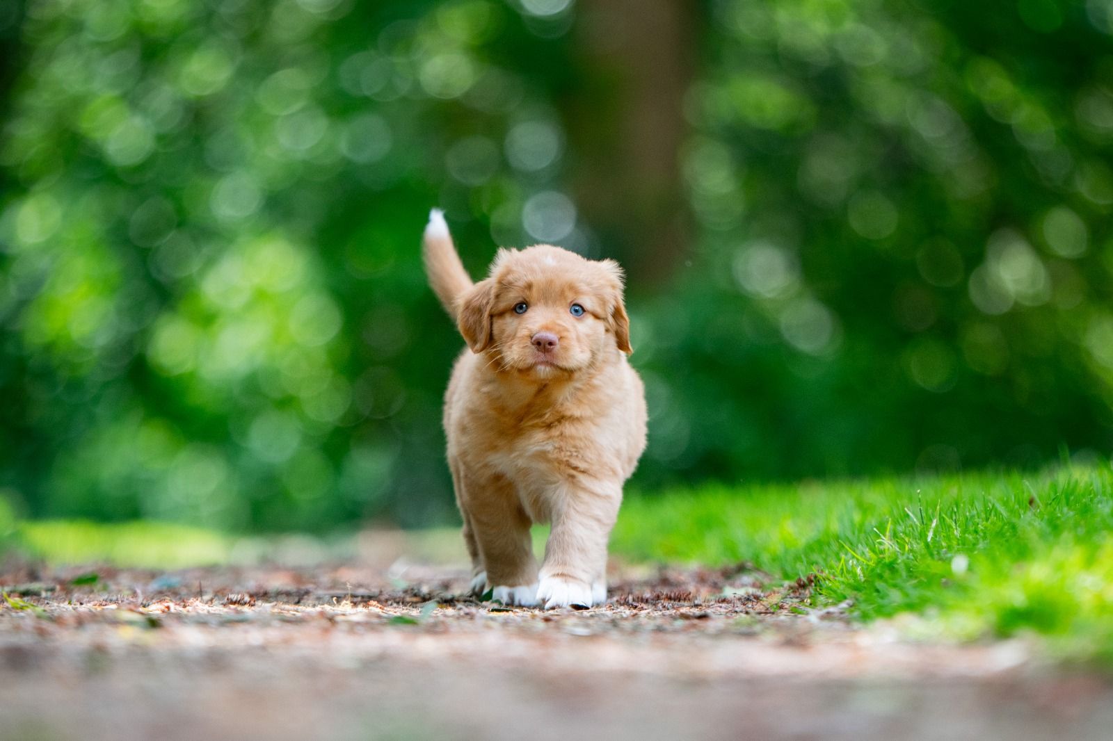 Ryu Red Hot Chilli's Get Ready for This