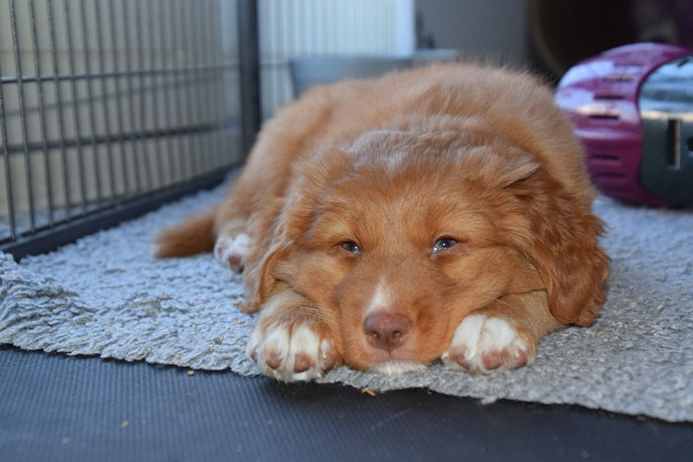 Narumi | Shining Pearl from the Green Resort