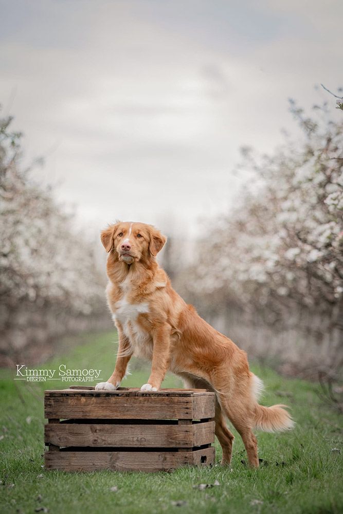 Nyoko | Red Rose from the Green Resort