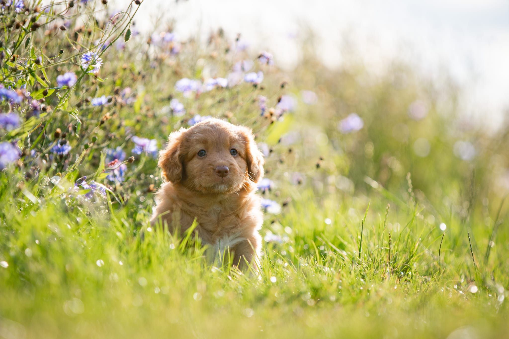 Ryu Red Hot Chilli's Get Ready for This