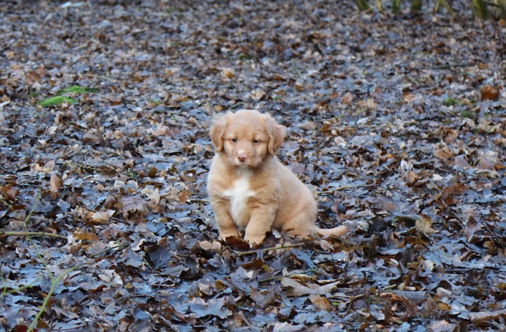 Akira | Shining star from the Green Resort