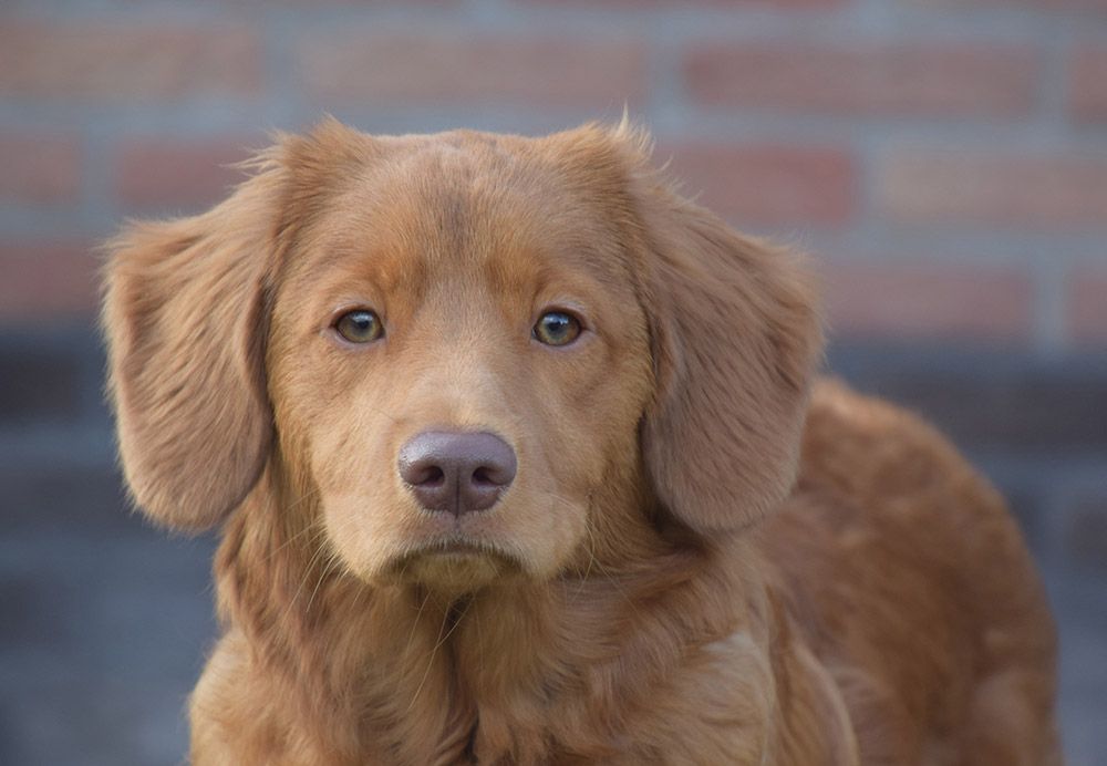 Takara | Red Pearl of Rio from Cashel Vale