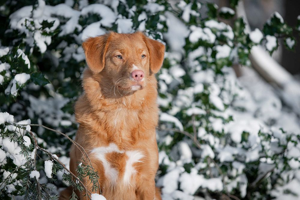 Liv | Nahanni from the Green Resort