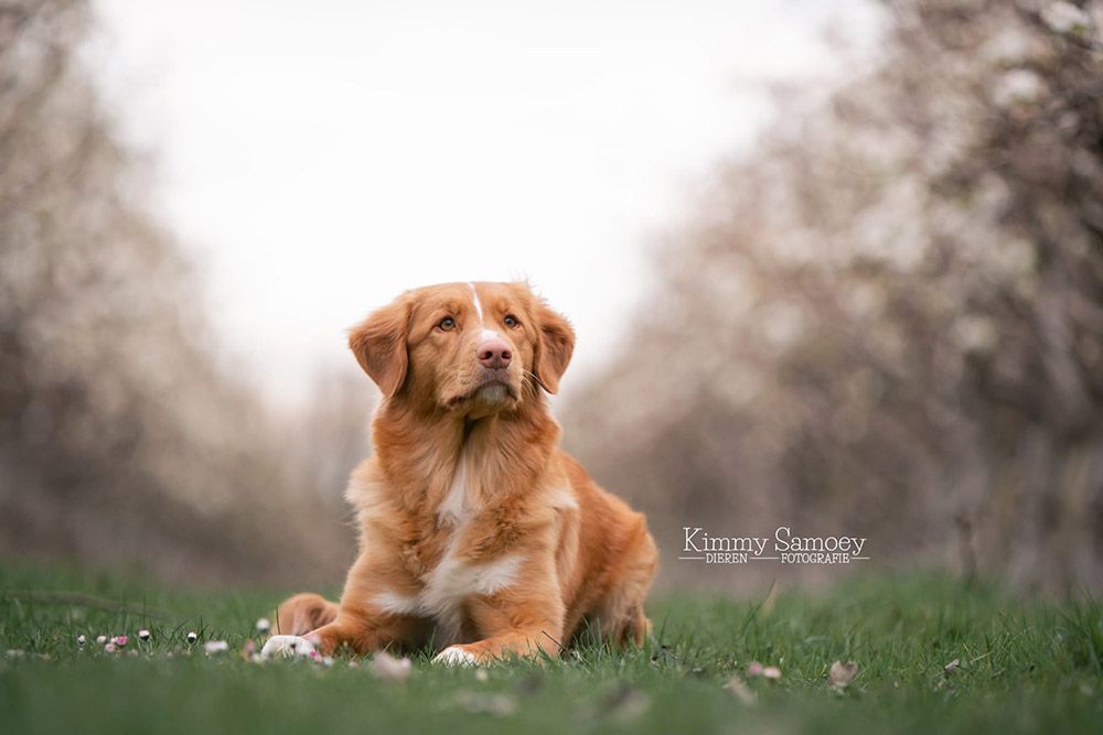 Nyoko | Red Rose from the Green Resort