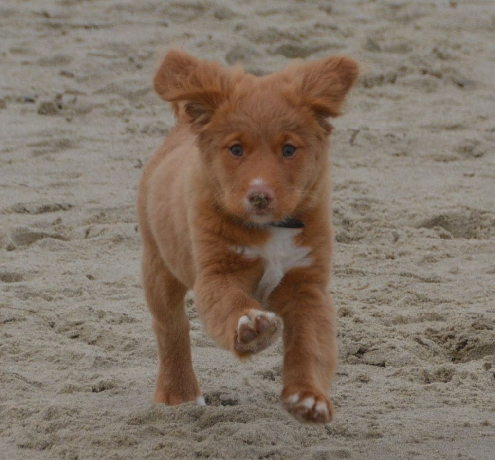 Akira | Shining star from the Green Resort