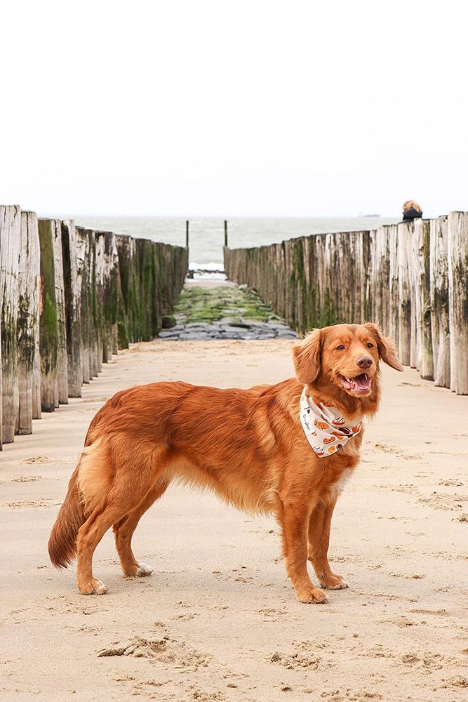 Takara | Red Pearl of Rio from Cashel Vale