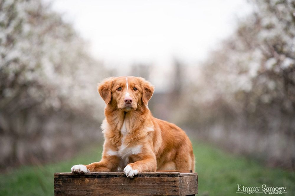 Nyoko | Red Rose from the Green Resort