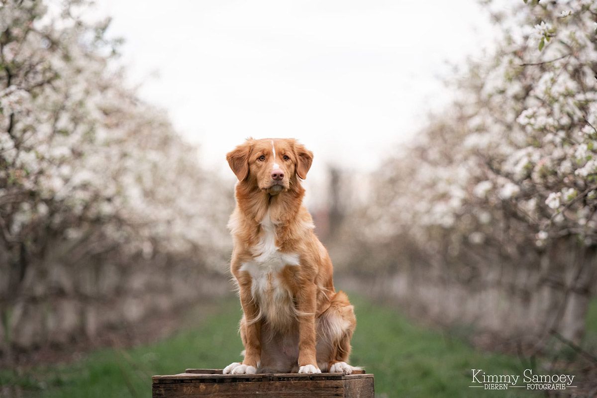 Nyoko | Red Rose from the Green Resort