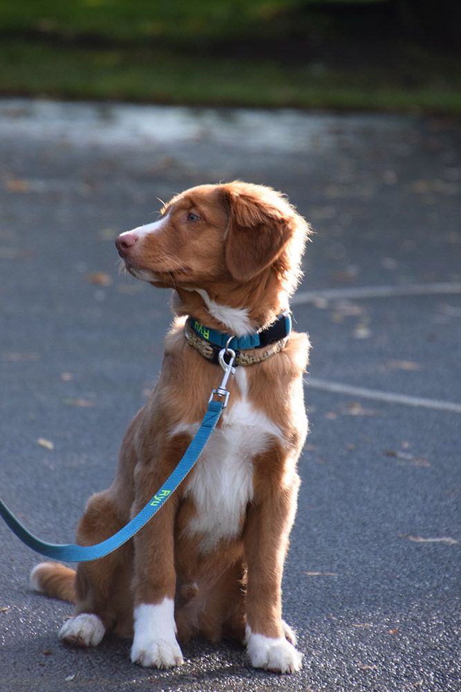 Ryu | Red Hot Chilli's Get Ready for This