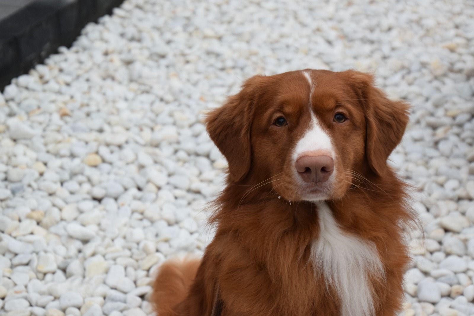 Ryu Red Hot Chilli's Get Ready for This