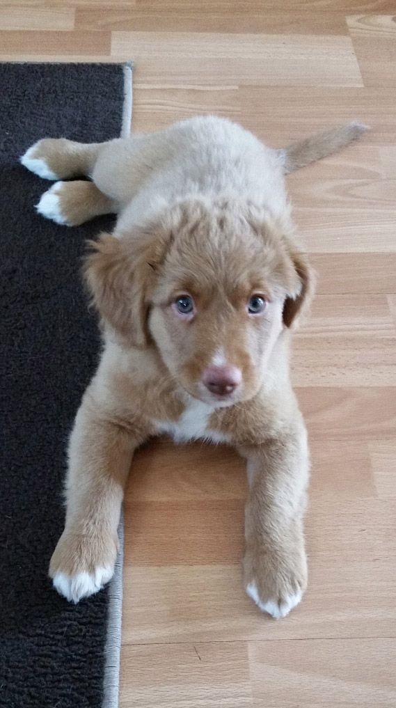 Akira | Shining star from the Green Resort