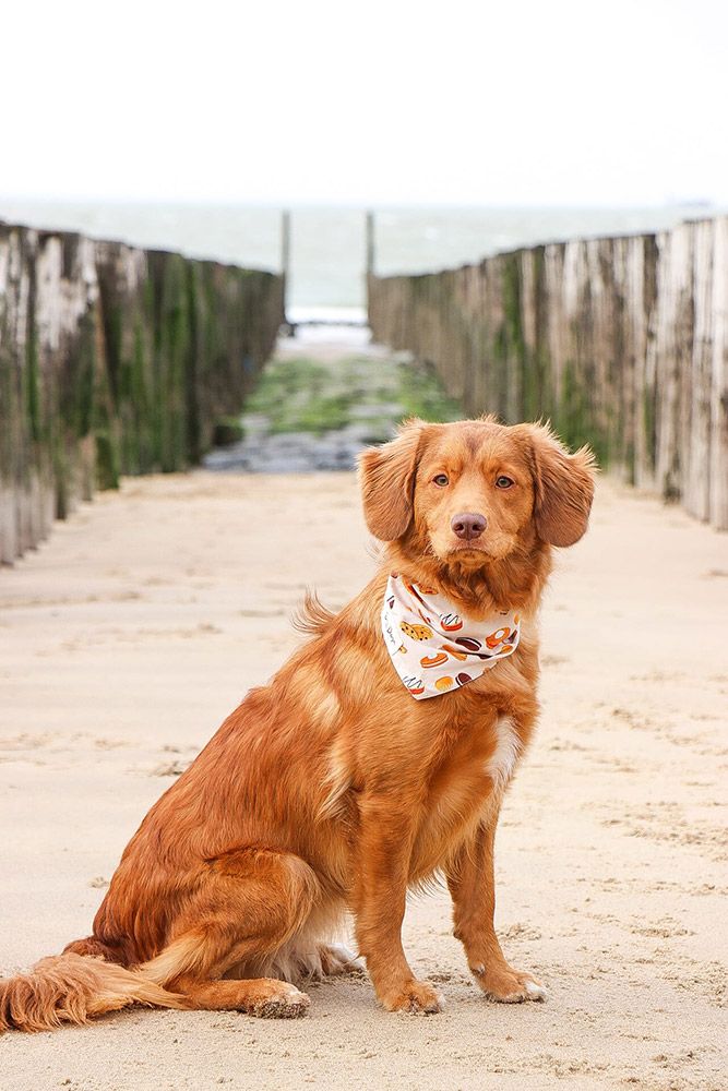 Takara | Red Pearl of Rio from Cashel Vale