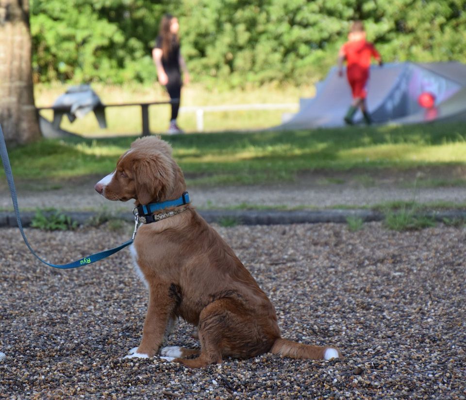 Ryu | Red Hot Chilli's Get Ready for This