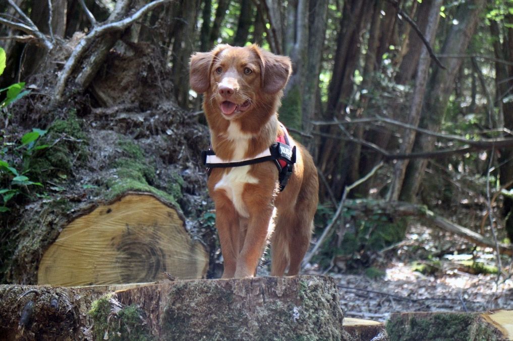 Akira | Shining star from the Green Resort