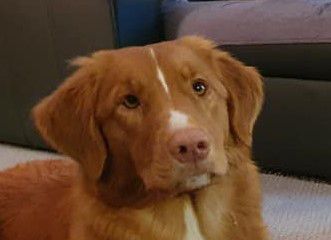 Nyoko | Red Rose from the Green Resort